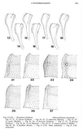 Plegaderus divers